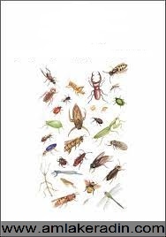انواع حشرات