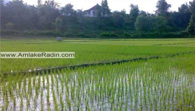 خرید زمین کشاورزی با هدف کاشت برنج